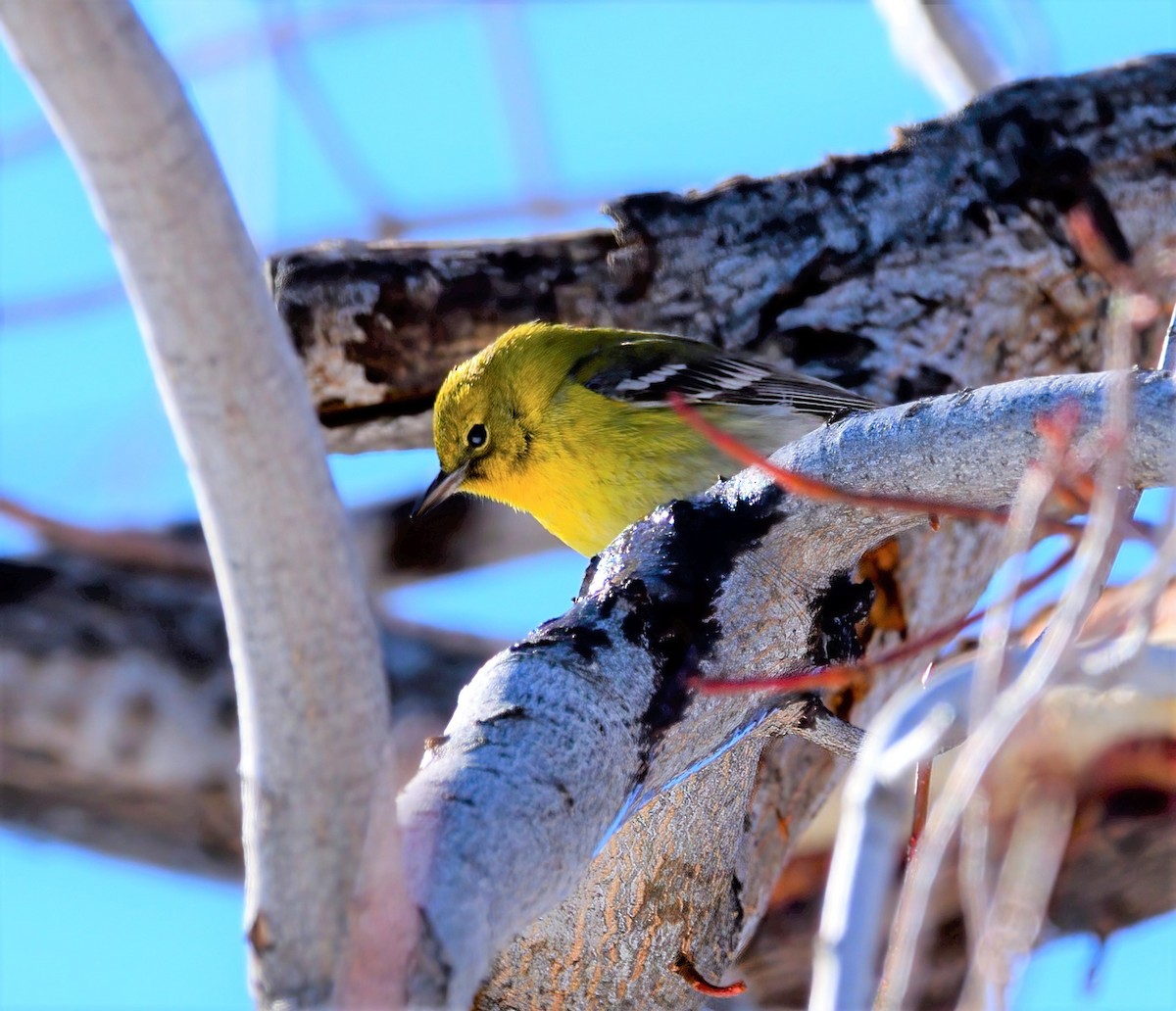 Pine Warbler - ML494523471