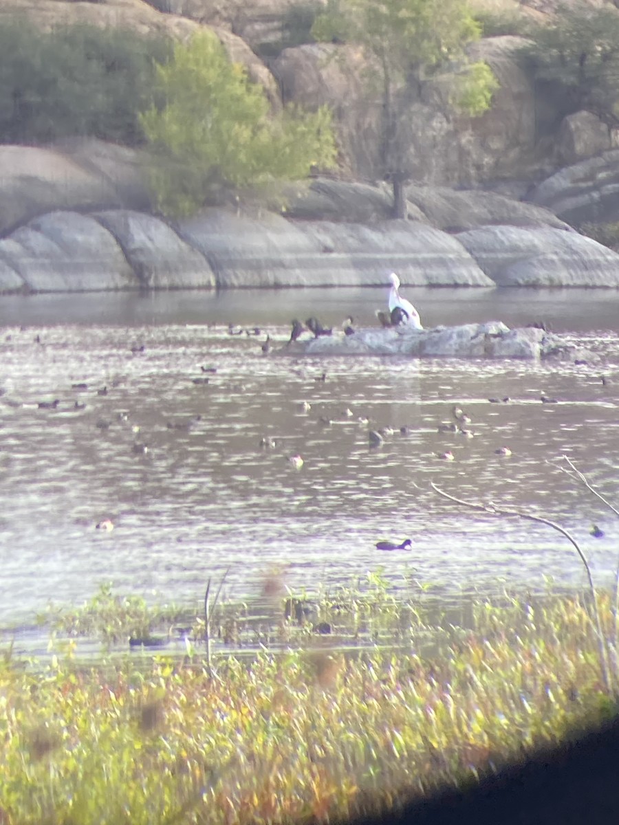 American White Pelican - ML494524251