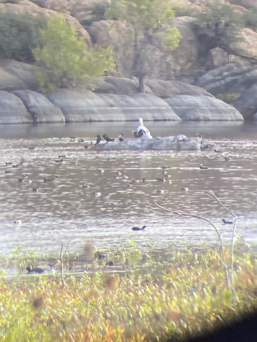 American White Pelican - ML494524261