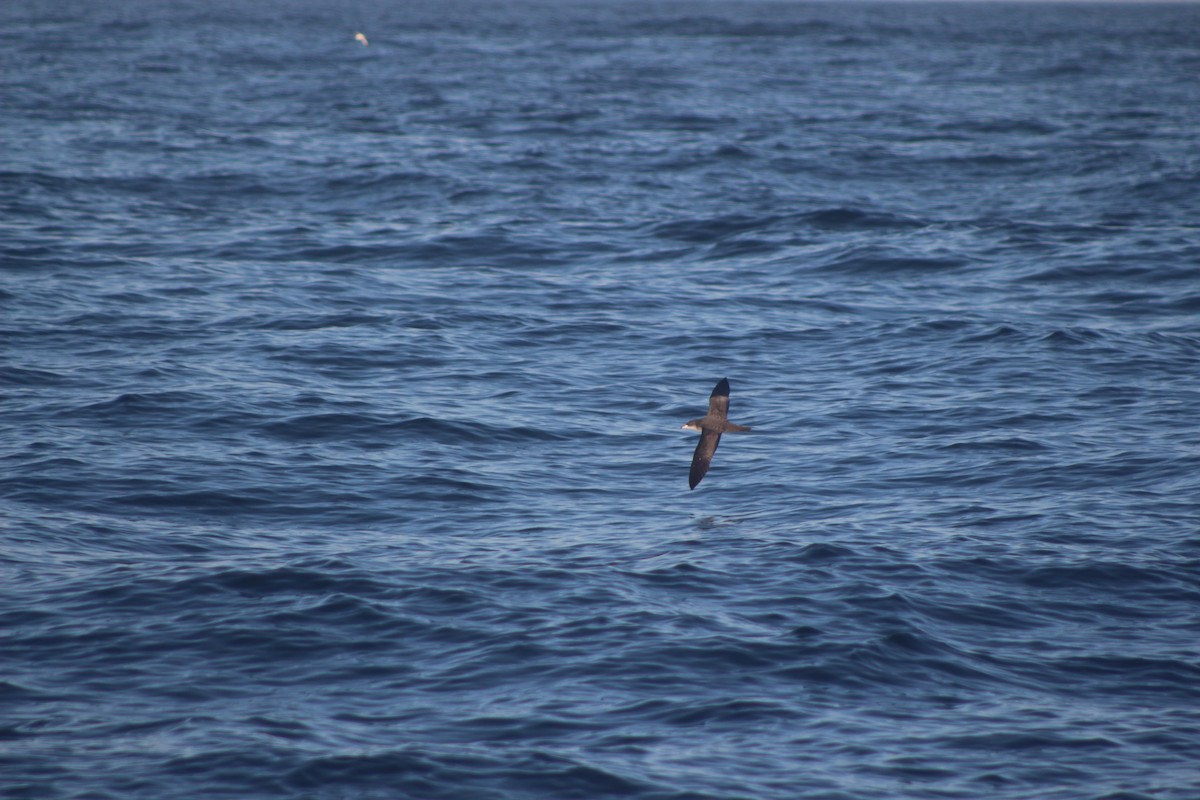 Pink-footed Shearwater - ML494524491
