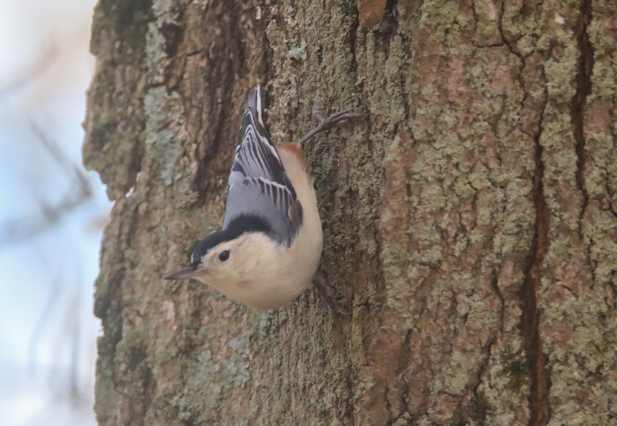 White-breasted Nuthatch - ML494524641
