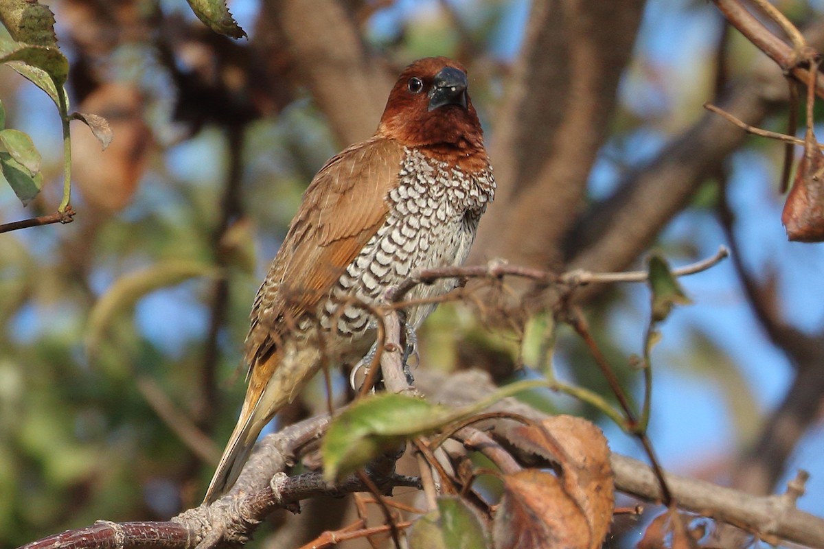 Scaly-breasted Munia - ML494524661