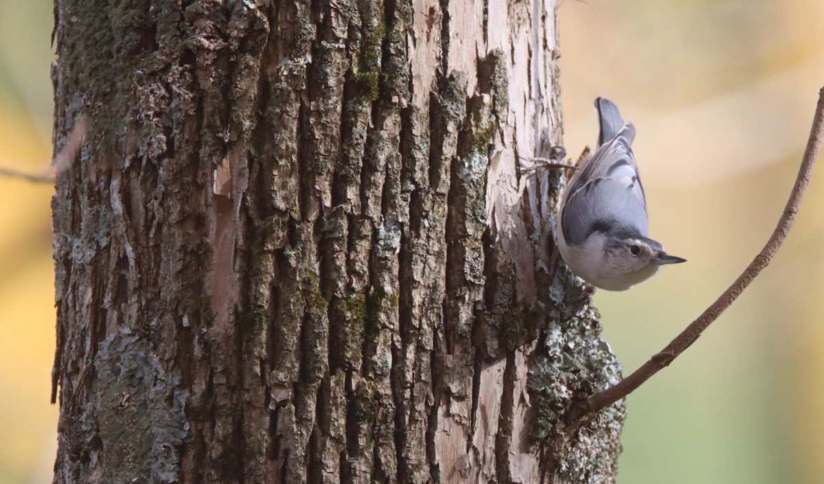 White-breasted Nuthatch - ML494524671