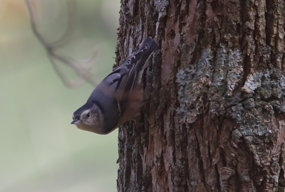 White-breasted Nuthatch - ML494524831