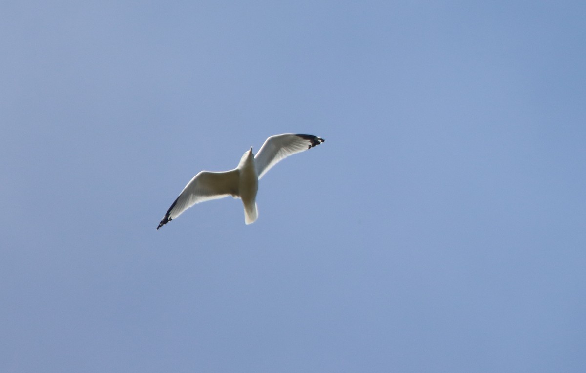 Ring-billed Gull - ML494524921