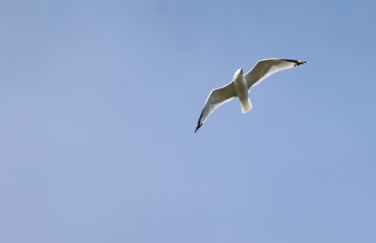 Ring-billed Gull - ML494524941