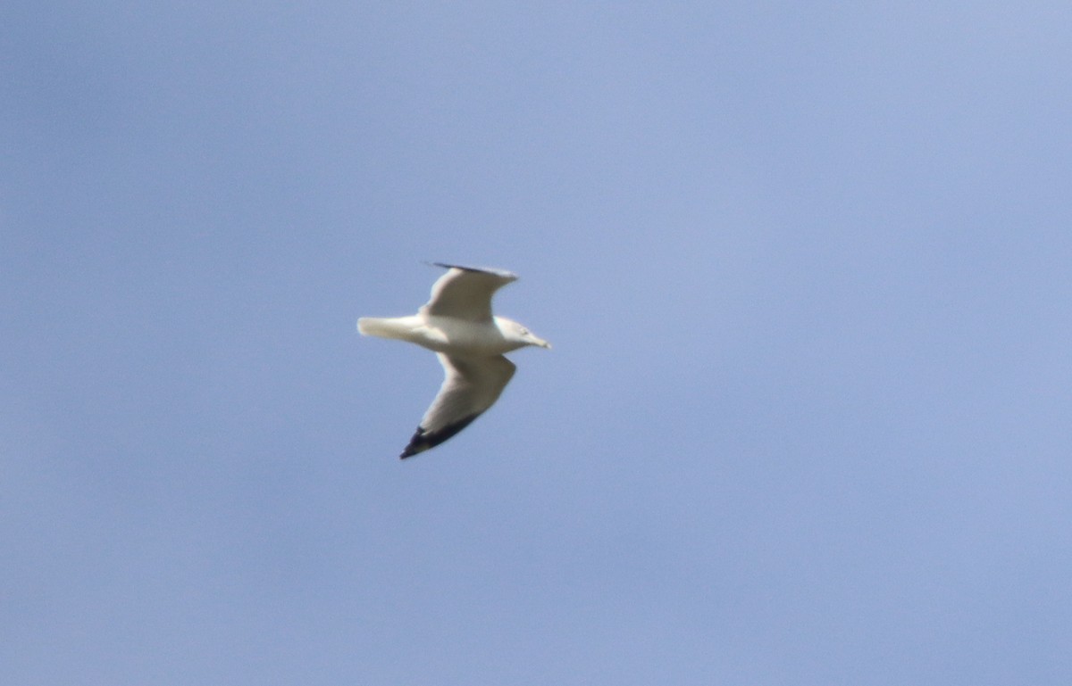 Ring-billed Gull - ML494524991