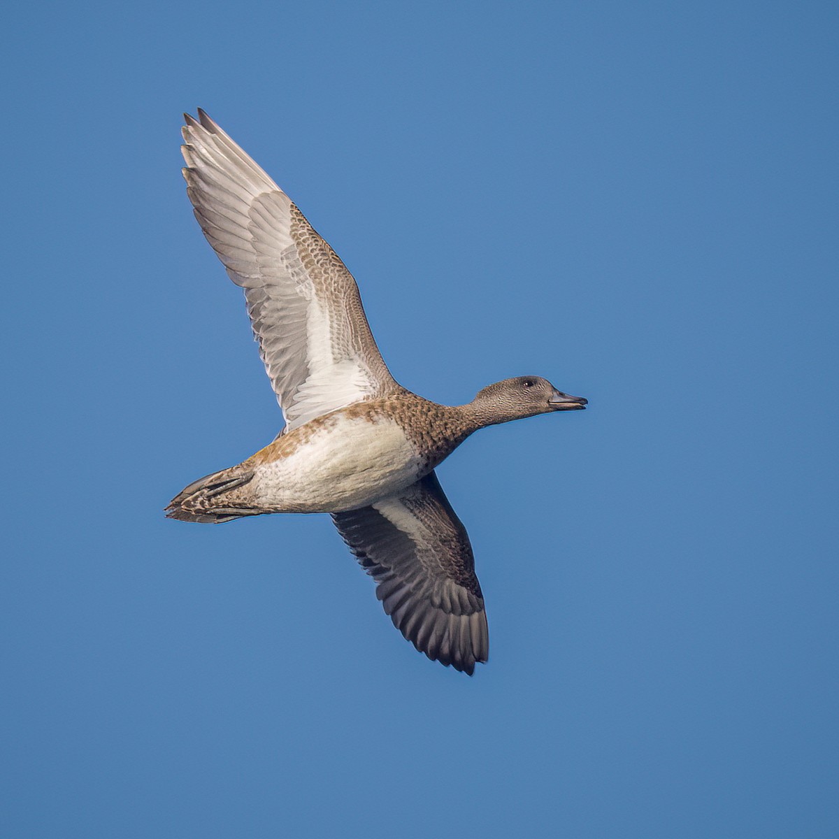 American Wigeon - ML494525431