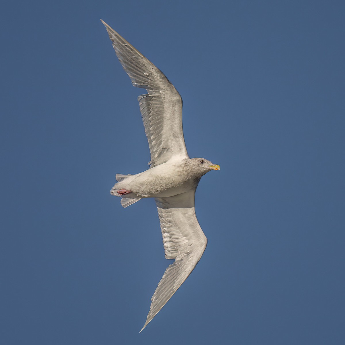 Glaucous-winged Gull - ML494525591