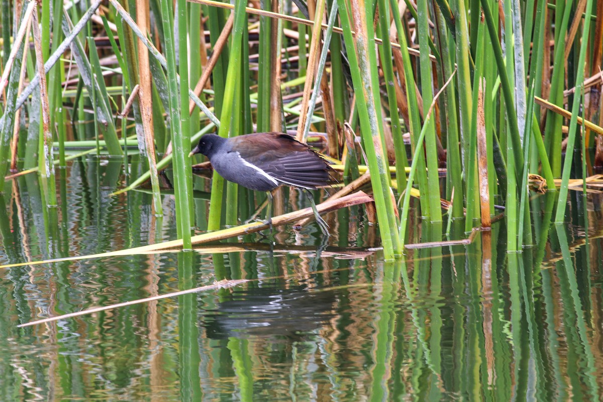 Common Gallinule - Charity Hagen