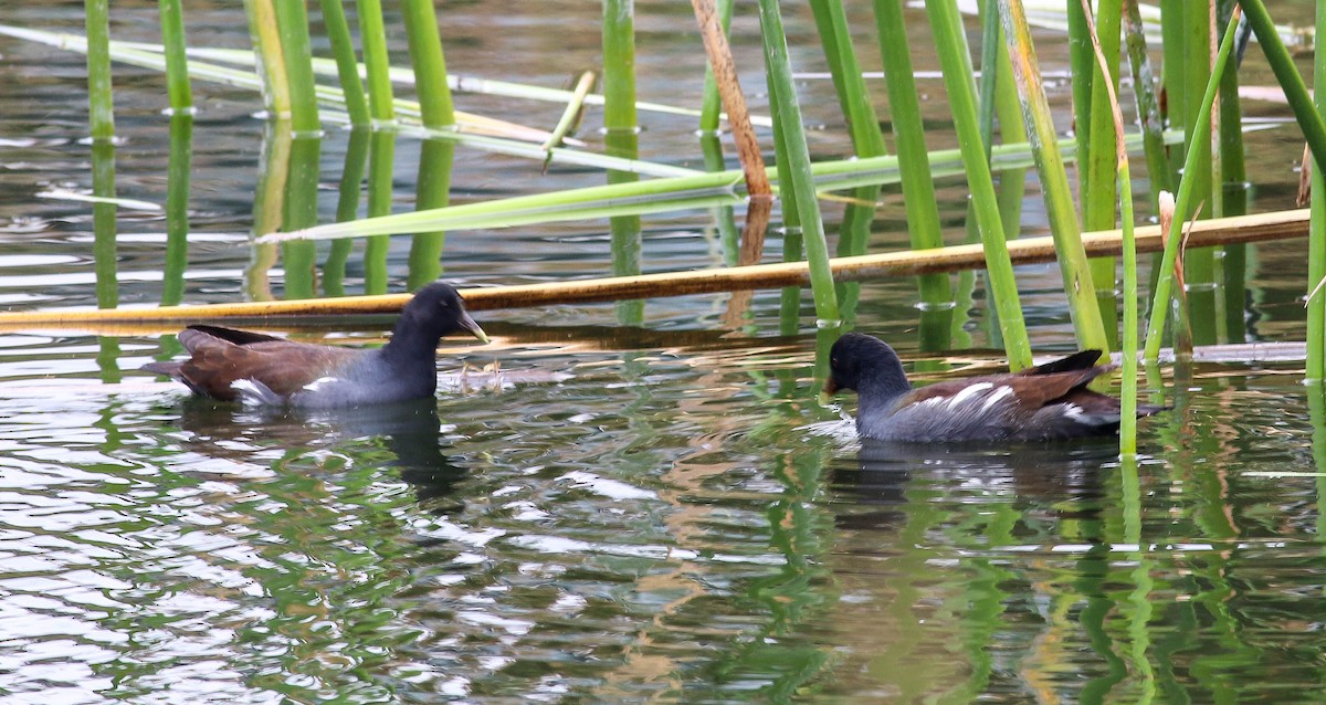 Common Gallinule - ML494526121