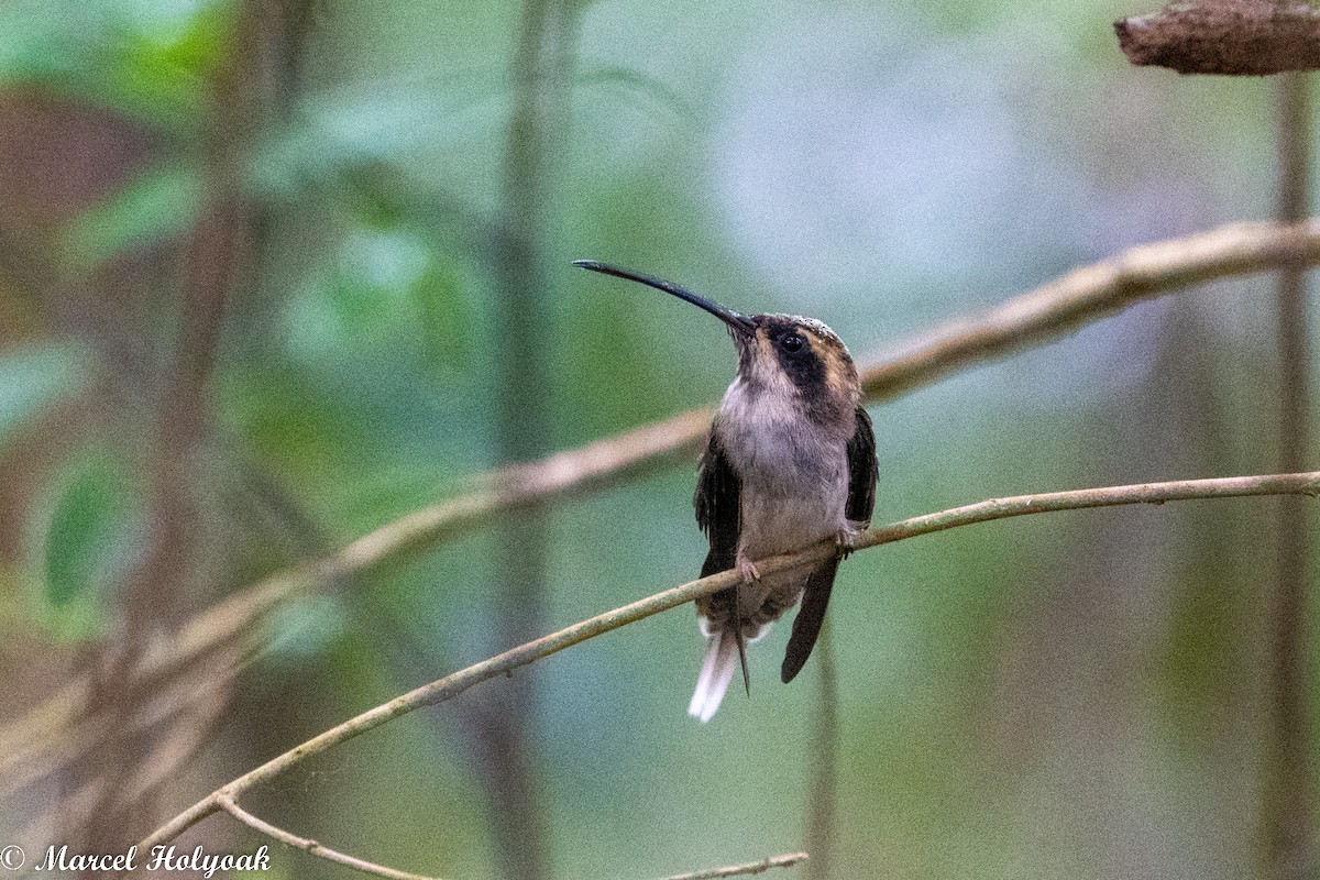 kolibřík světlebřichý - ML494527031