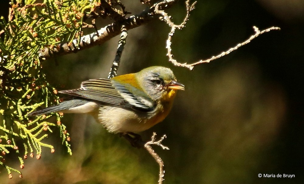 Northern Parula - ML49452741