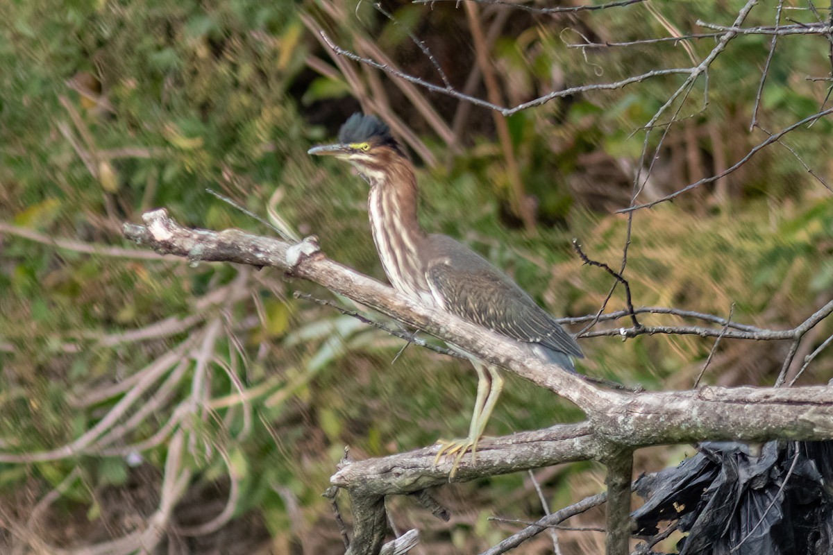 Green Heron - ML494527671