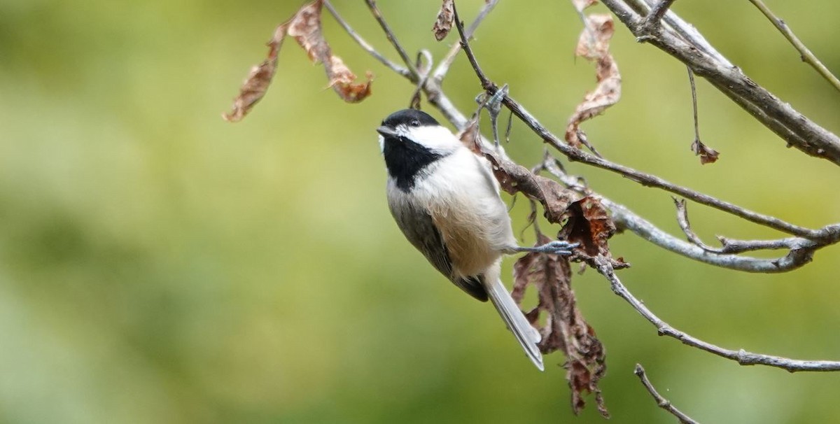 Carolina Chickadee - ML494528041