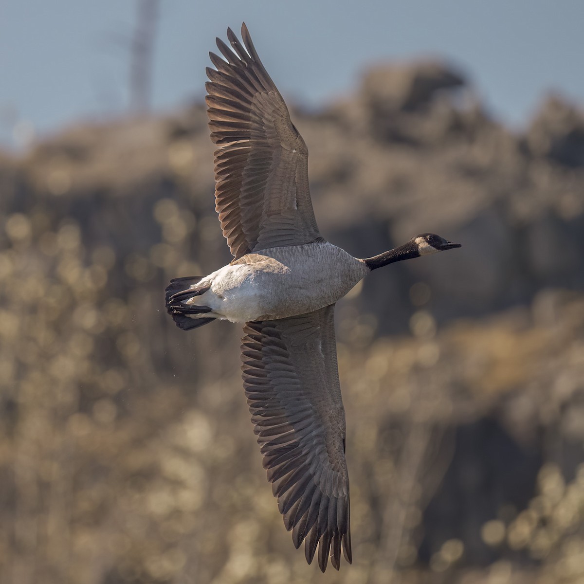 Canada Goose - ML494529661