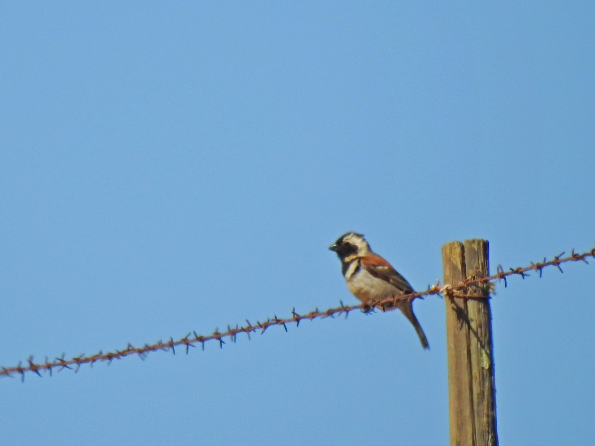 Cape Sparrow - ML494530321