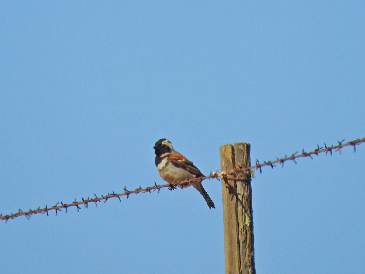 Cape Sparrow - ML494530331