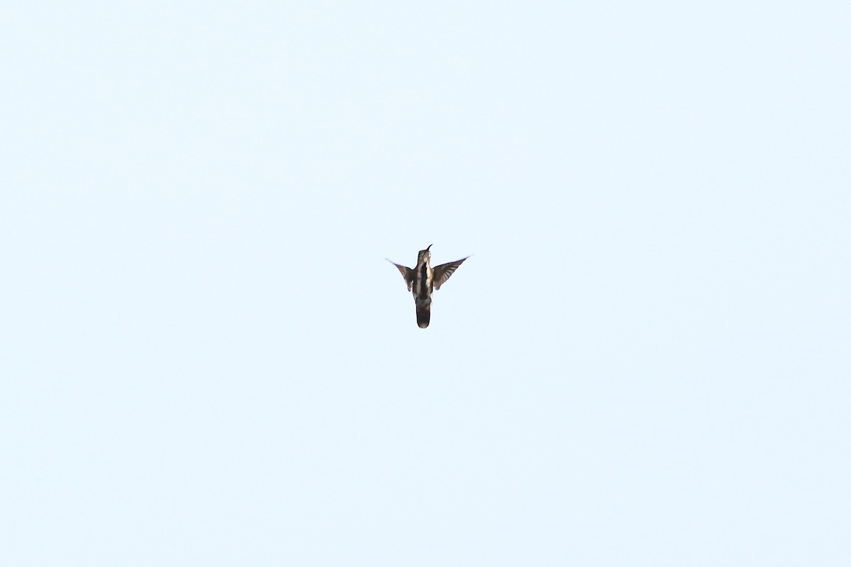 kolibřík lesklý - ML494530371