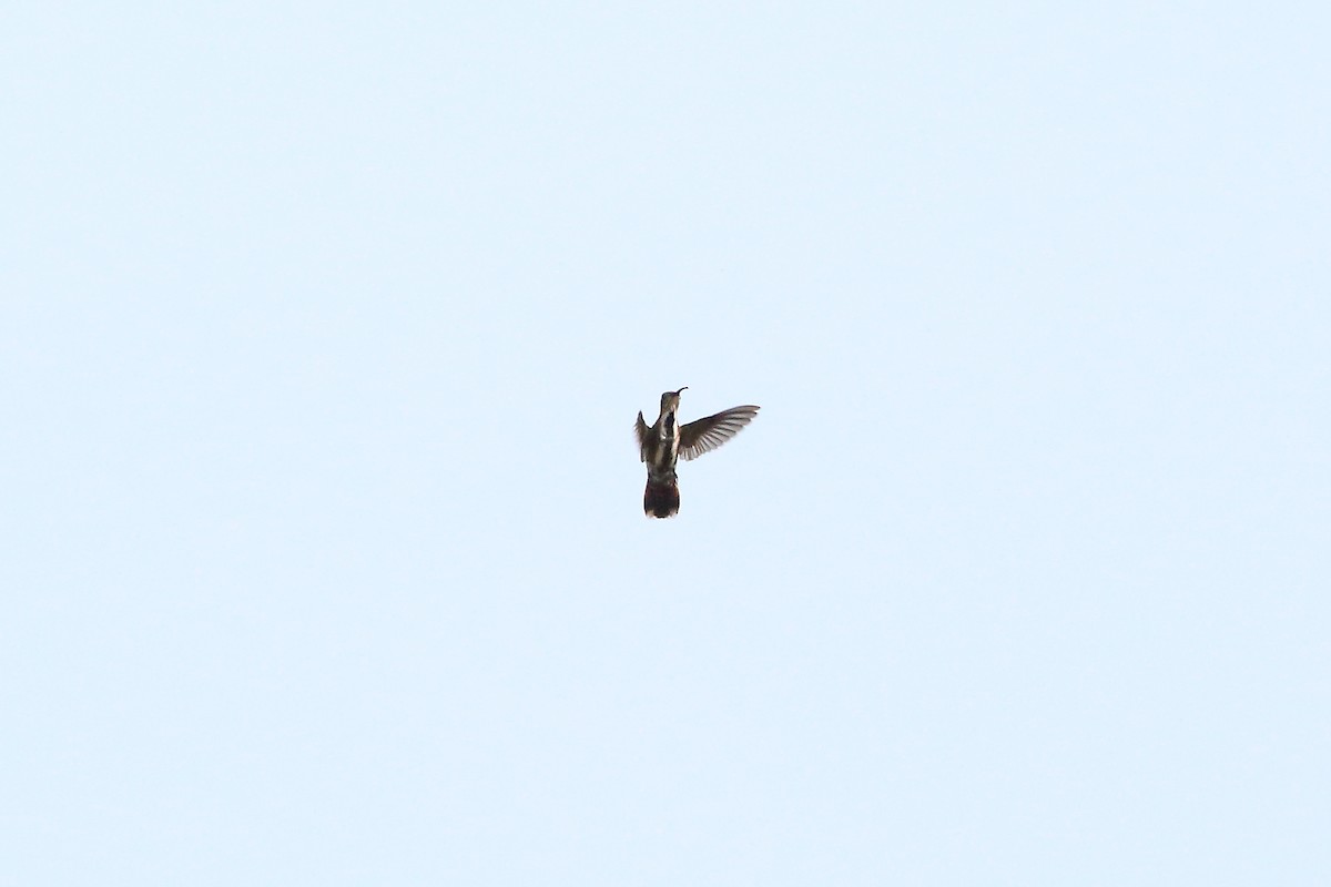 kolibřík lesklý - ML494530411