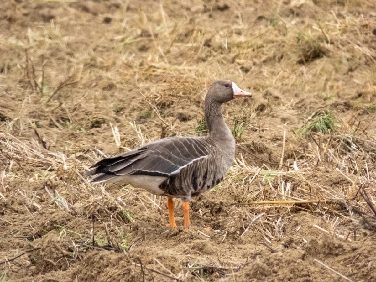 Greater White-fronted Goose - ML494530621