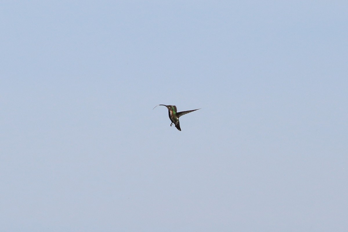 kolibřík lesklý - ML494530691