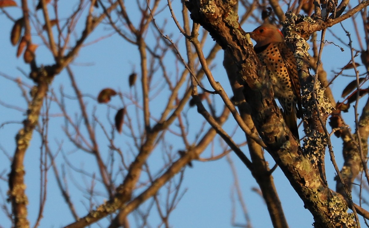 Northern Flicker (Yellow-shafted) - ML494531391