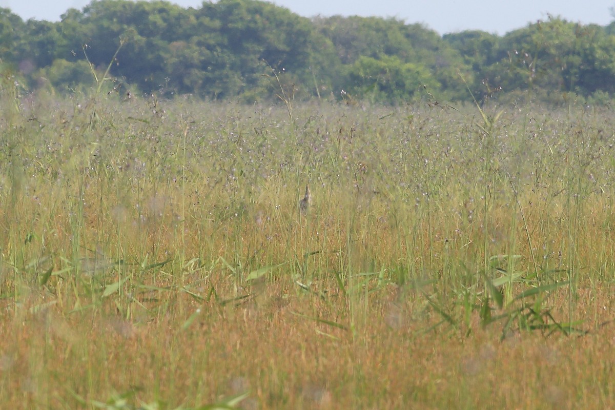 Pinnated Bittern - John Mercer