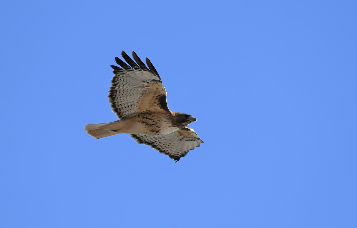 Red-tailed Hawk - ML494532311