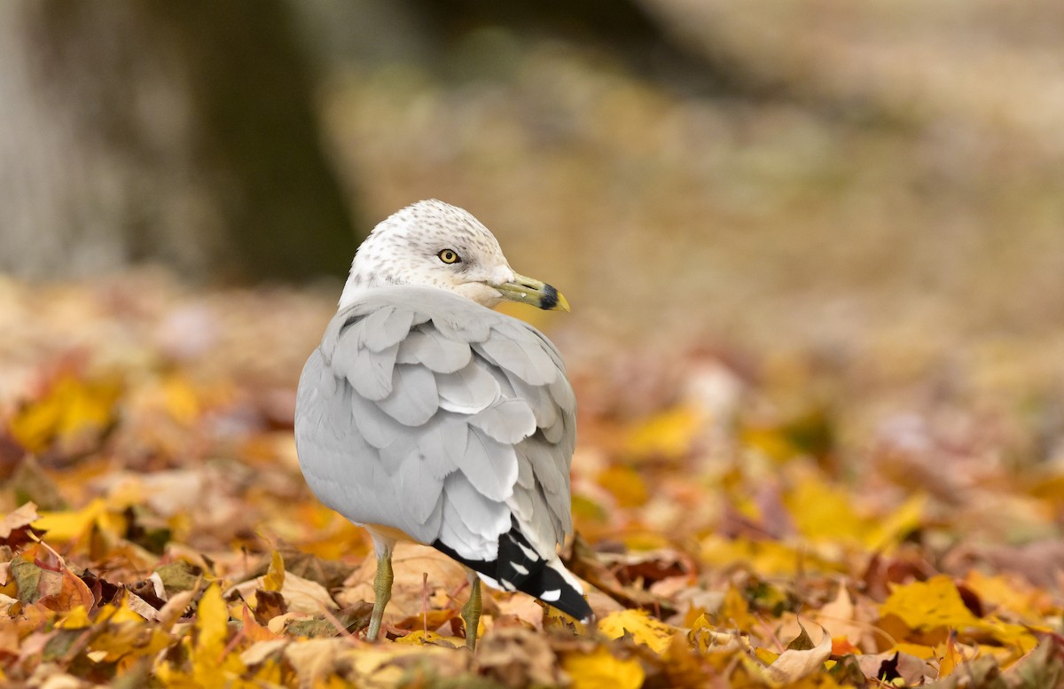 Ring-billed Gull - Rebecca Maier