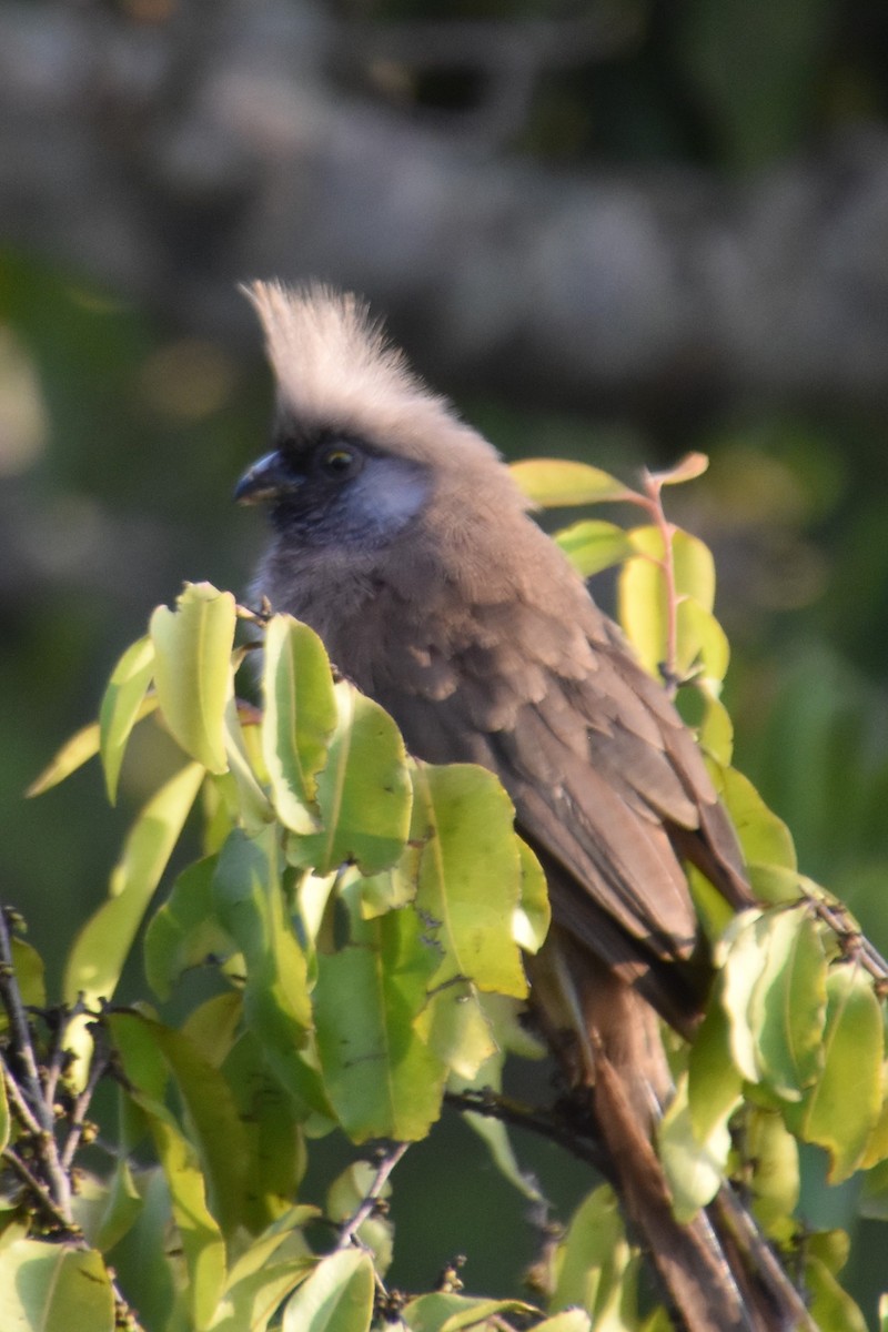 Speckled Mousebird - ML494533591