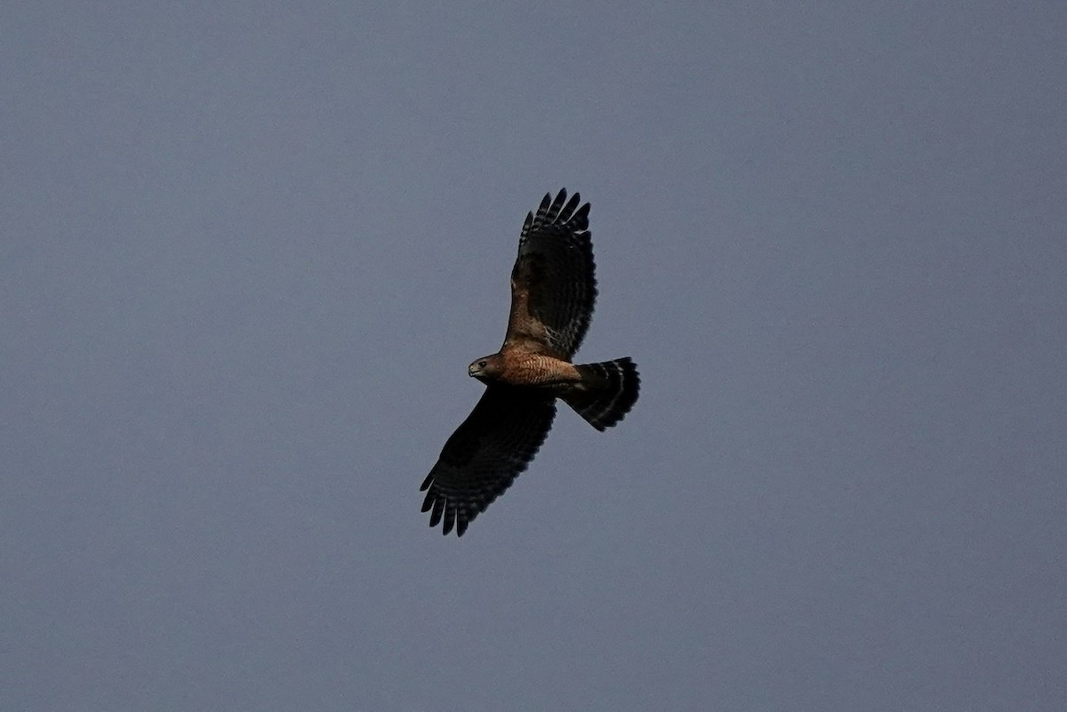 Red-shouldered Hawk - ML494533601