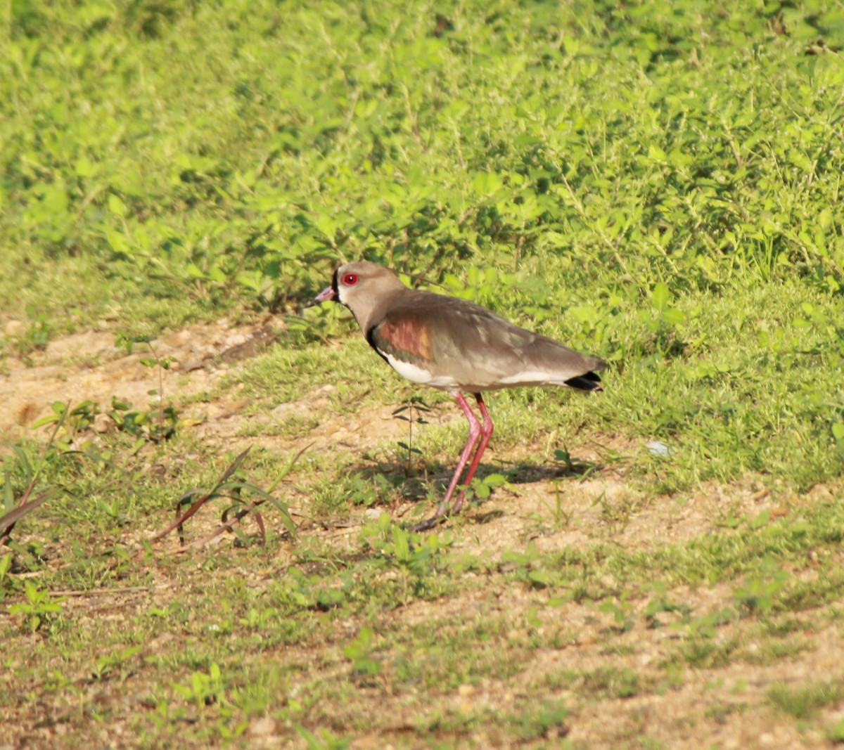 Southern Lapwing - ML494533691