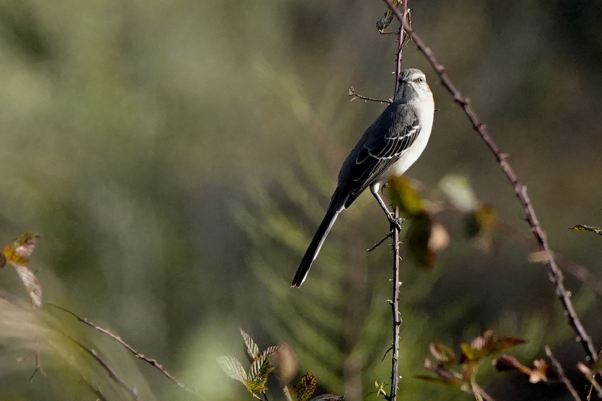 Northern Mockingbird - ML494533791