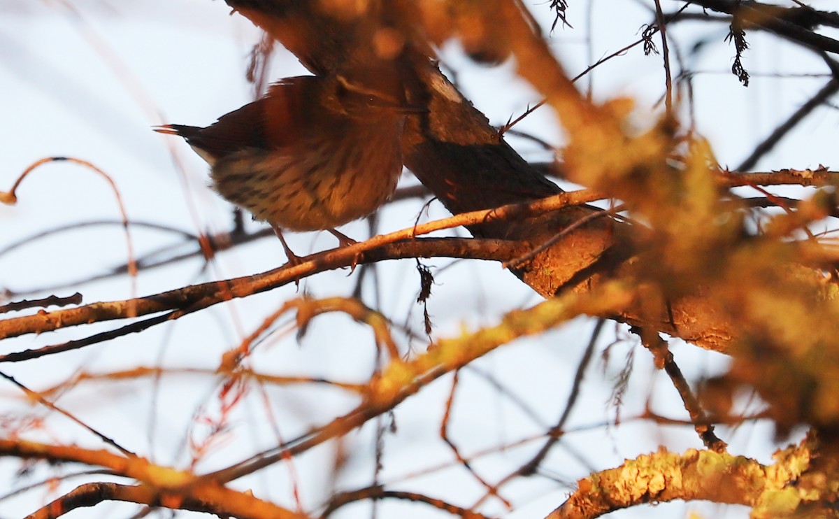 Northern Waterthrush - Rob Bielawski