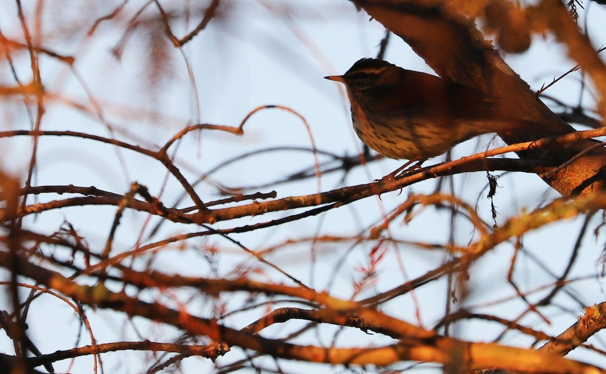 Northern Waterthrush - ML494534301