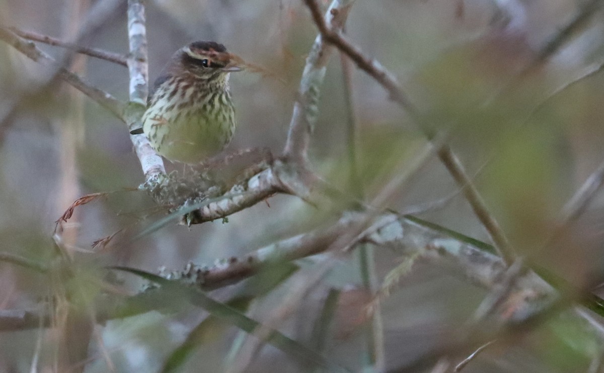 Northern Waterthrush - ML494534341