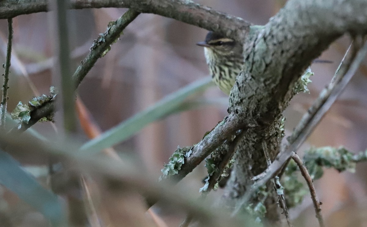 Northern Waterthrush - Rob Bielawski