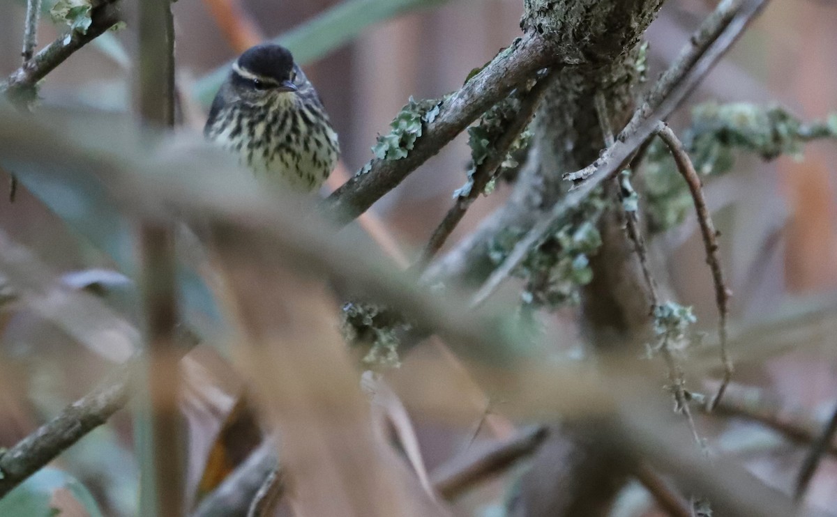 Northern Waterthrush - Rob Bielawski