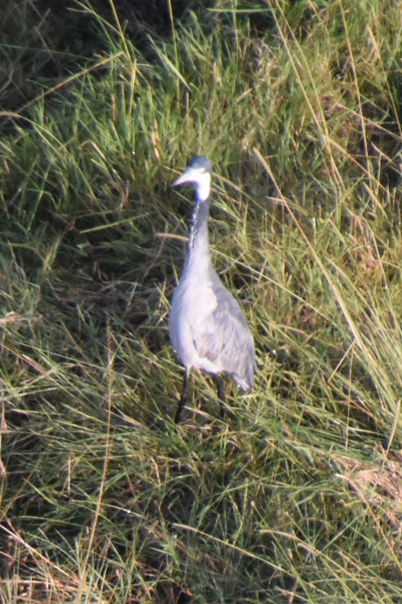 Black-headed Heron - ML494534621