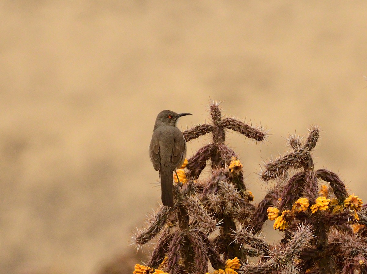 Curve-billed Thrasher - ML494534871