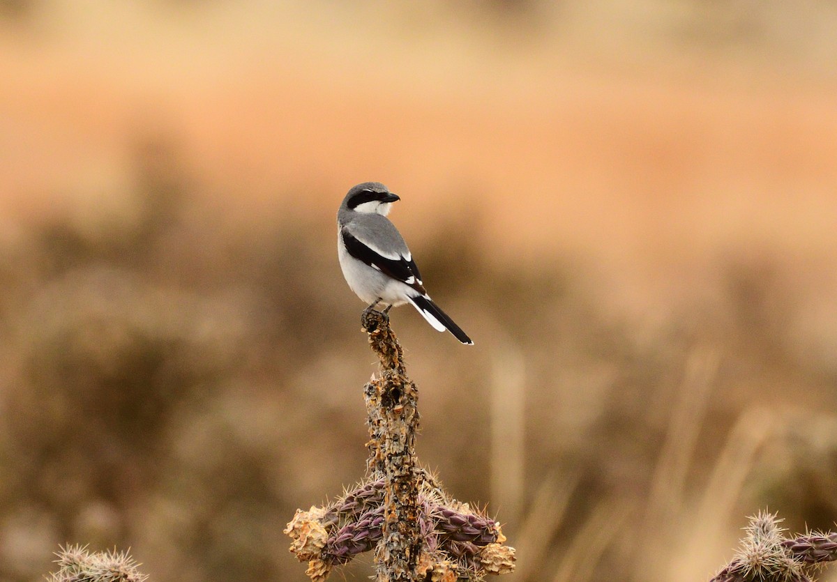 Pie-grièche migratrice - ML494535041