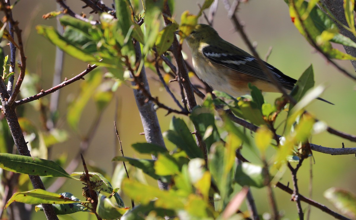 Bay-breasted Warbler - Rob Bielawski