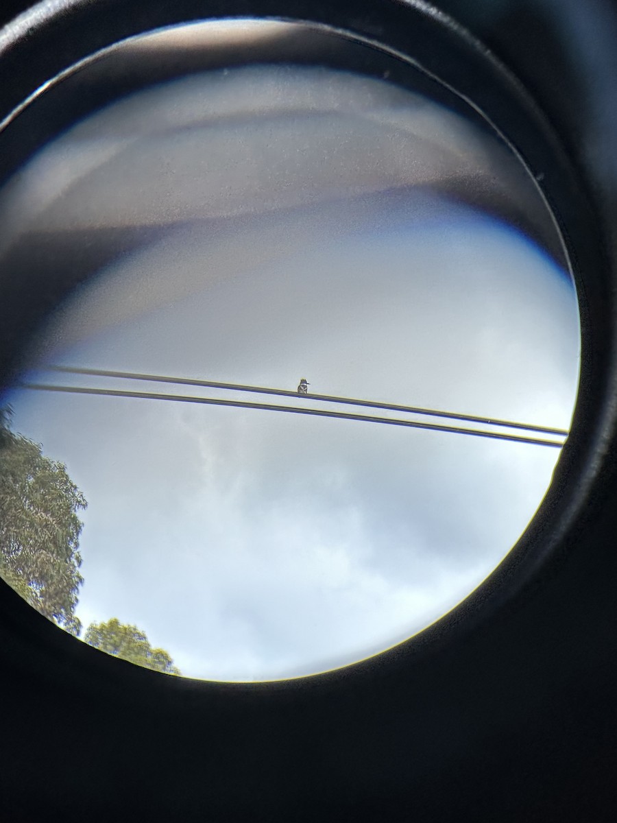 Belted Kingfisher - ML494535831