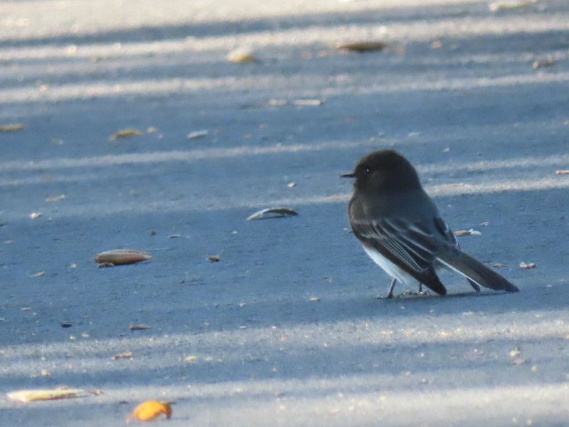 eBird Checklist 16 Oct 2022 Central Park Dr, Parkview Terrace, Lodi
