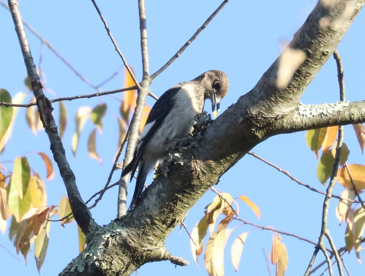 Red-headed Woodpecker - ML494536351