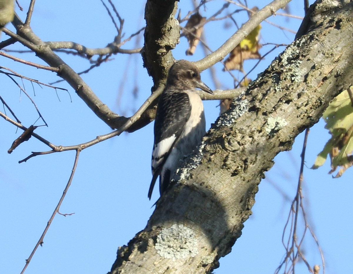 Red-headed Woodpecker - ML494536381