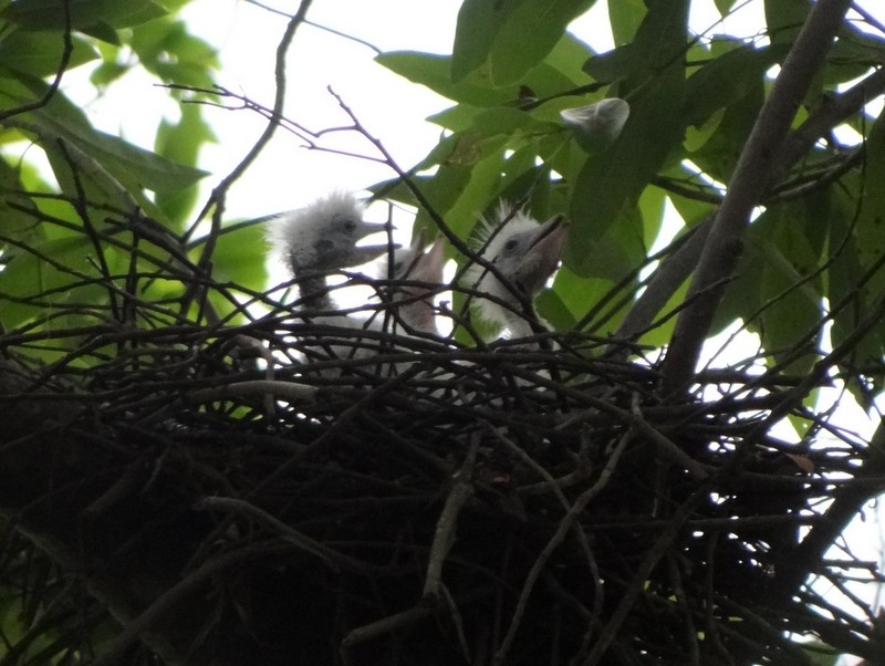 Malayan Night Heron - ML49453801