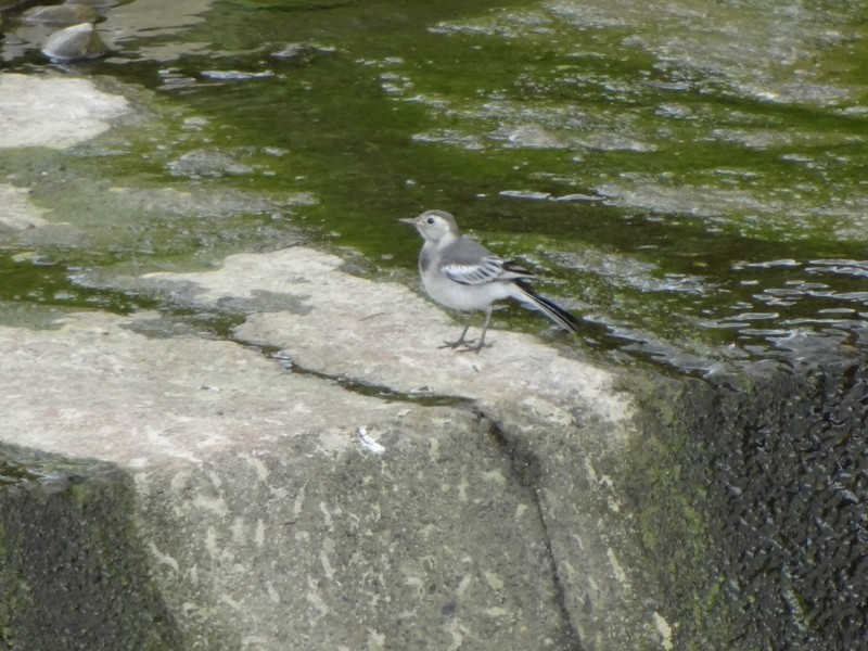 White Wagtail - ML49453881