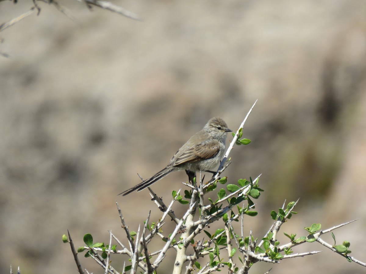 Tijeral Colinegro - ML494538981